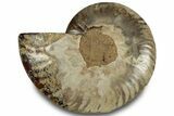 Cut & Polished Ammonite Fossil (Half) - Madagascar #323314-1